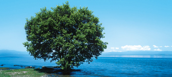 琵琶湖のほとりに立つ木