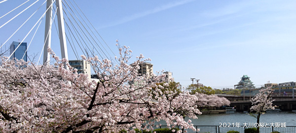 大川の桜