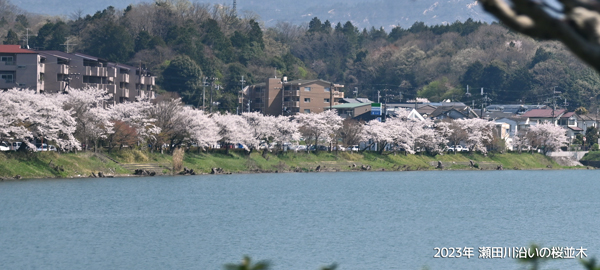 2023年瀬田川の桜並木