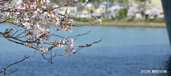 瀬田川の桜