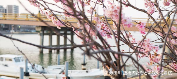 瀬田川 唐橋のたもとに咲く河津桜