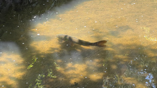 伯母川の鯉